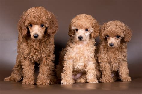 minipuddel|Miniature Poodle 